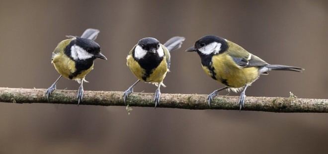 Investigación revela señales tempranas de 'divorcio' en aves grandes titis
