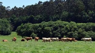 Inicia el proyecto Greenlow Pecuaria para reducir emisiones en ganadería