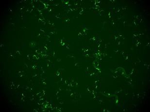 Descubren en gusanos un mecanismo que 'recuerda' la inmunidad contra virus para evitar reinfecciones