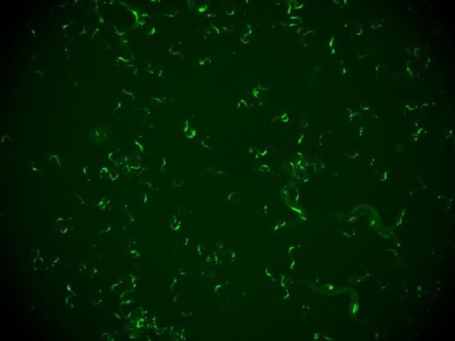 Descubren en gusanos un mecanismo que 'recuerda' la inmunidad contra virus para evitar reinfecciones