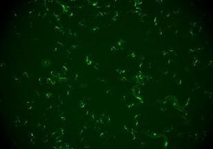 Descubren en gusanos un mecanismo que les permite recordar infecciones virales para combatir reinfecciones