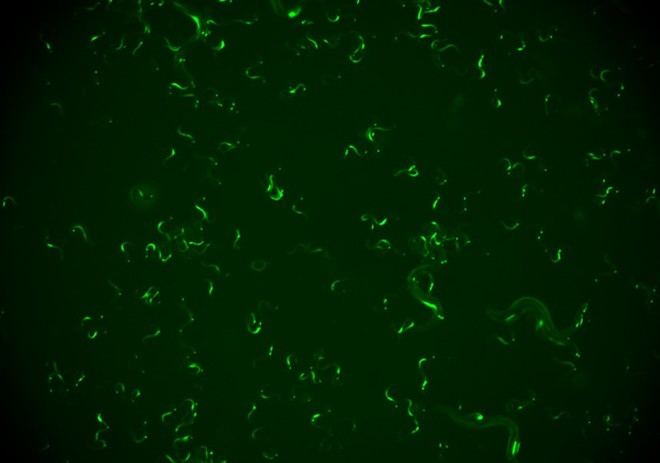Descubren en gusanos un mecanismo que les permite recordar infecciones virales para combatir reinfecciones