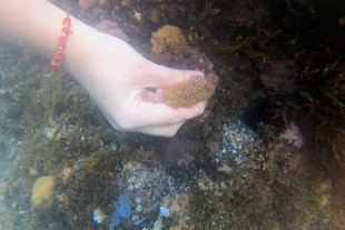 Detectan microalgas tóxicas en la costa de Murcia