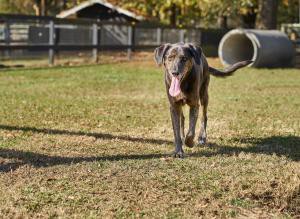 Entrenamiento Canino Organiza Evento para Ayudar a Refugio de Animales en Charleston