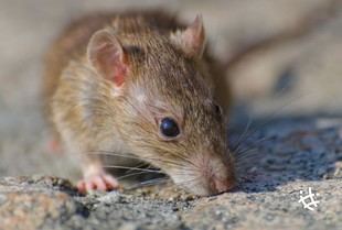 Alerta por hantavirus tras muertes y contagios en un crucero internacional