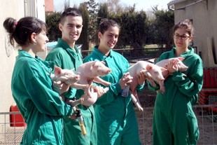 Medidas de bioseguridad para combatir la síndrome reproductiva y respiratoria porcina