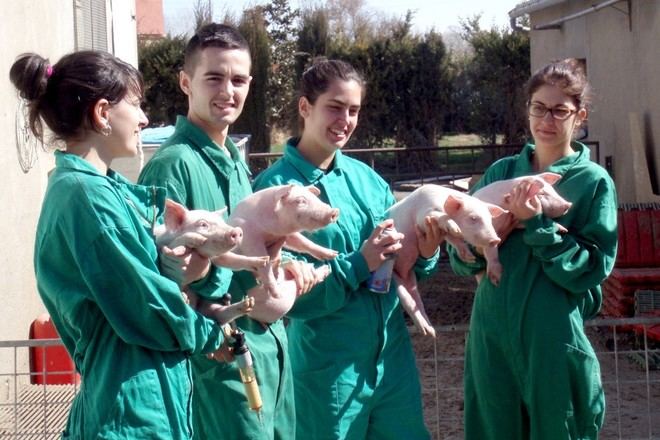 Medidas de bioseguridad son clave para prevenir la enfermedad porcina