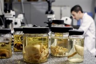 Hongos: un superalimento que requiere precaución en su consumo