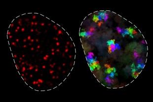 Investigadores del MIT analizan cómo el movimiento de la cromatina regula la expresión genética