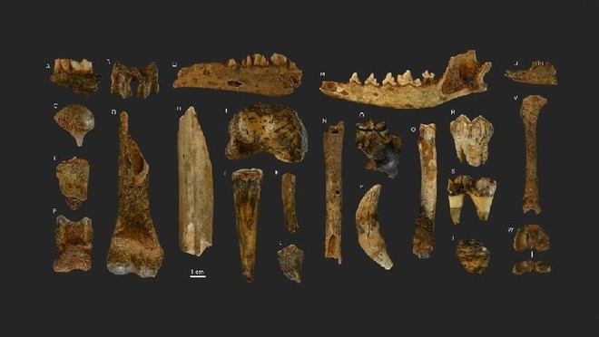 Investigación revela la caza del rebezo por humanos y carnívoros hace 17.000 años en los Ancares