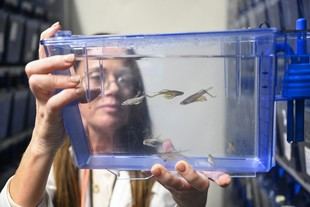 i3S abre biotérios al público para promover la transparencia en la investigación animal