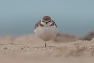 Exposición fotográfica sobre el comportamiento del borrelho en ICBAS