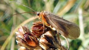 Identifican áreas clave para la conservación de artrópodos en la Península Ibérica y Baleares