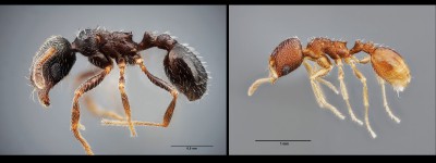 Descubren dos nuevas especies de hormigas en el sur de España