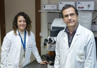 Descubren un nuevo regulador genético en la distrofia miotónica tipo 1