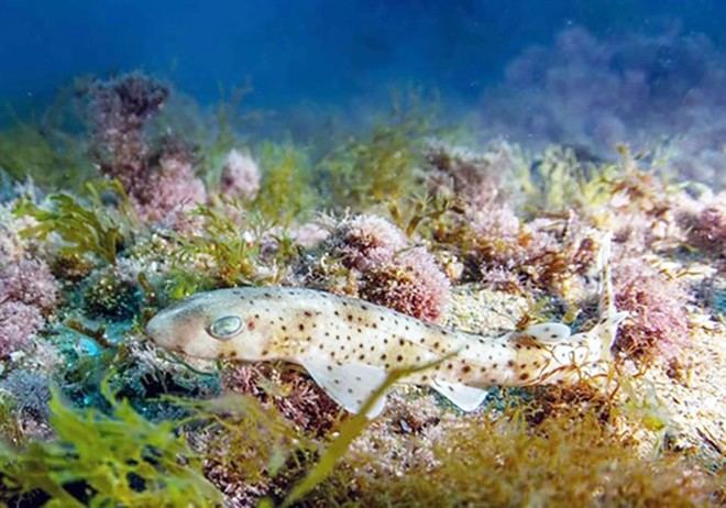 Identifican factores clave para la supervivencia de tiburones capturados accidentalmente en el Mediterráneo