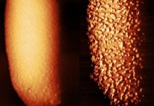Investigadores del Reino Unido revelan cómo los antibióticos atraviesan la armadura bacteriana