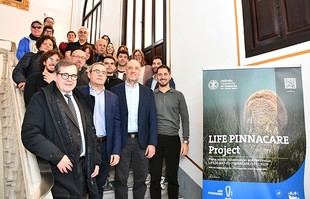 IMEDMAR lidera un proyecto de 4 millones para proteger la nacra del Mediterráneo