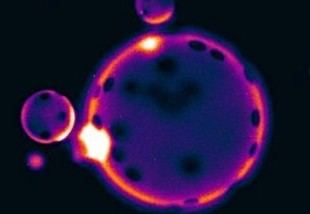 Seleccionan nuevos proyectos de investigación entre el Reino Unido y la India