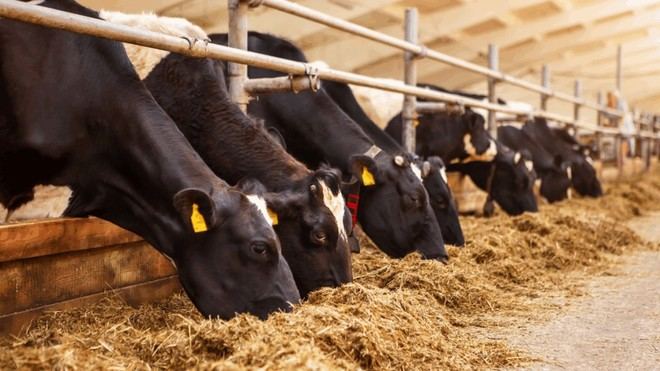 Desarrollan un sistema para anticipar mutaciones del virus de la influenza aviaria