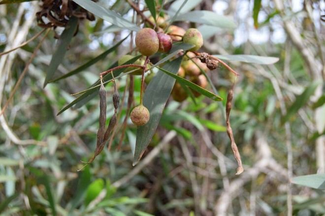 Investigadores logran reducir en un 98% las semillas de acacia-de-espigas en dunas portuguesas mediante control biológico