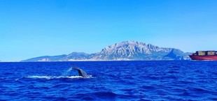 Desarrollan IA para detectar sonidos de cetáceos en el Estrecho de Gibraltar