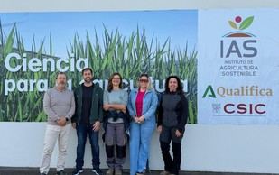 Identifican cinco variedades de anís con potencial para cultivo en España