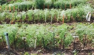 Identifican cinco variedades de anís con potencial para cultivo en España