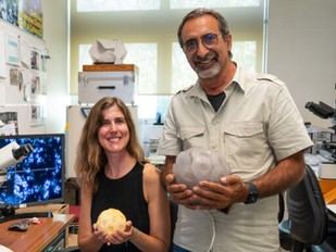 Investigadores de la ULisboa celebran el Día Internacional del Cocolitóforo