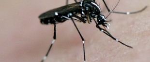 Estudio revela la distribución de mosquitos invasores en Extremadura