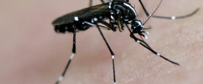Estudio revela la distribución de mosquitos invasores en Extremadura