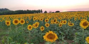 Investigadores de la ULE advierten sobre el impacto del cambio climático en la agricultura europea