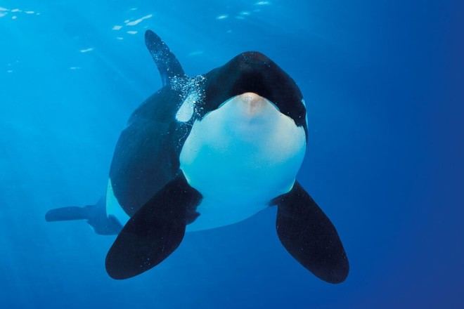 Desarrollan herramienta innovadora para interpretar la comunicación de las orcas en Canarias