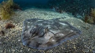 Investigadores de la Universidad de Oviedo declaran áreas clave para tiburones y rayas en el Atlántico europeo