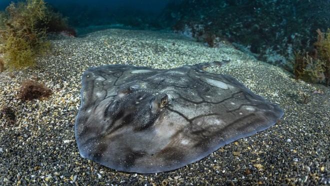 Investigadores de la Universidad de Oviedo declaran áreas clave para tiburones y rayas en el Atlántico europeo