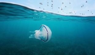 Desarrollan boya flotante para repeler medusas en playas