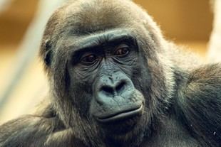 Nuevas herramientas informáticas revelan la historia demográfica de especies en peligro