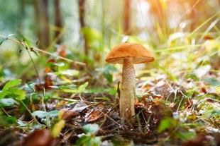 Los champiñones: un reino fascinante aún por descubrir