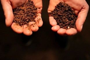 ITG impulsa la cría industrial de insectos con IA y tecnologías avanzadas