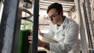 Nuevos bioestimulantes agrícolas a base de microalgas resistentes a condiciones extremas