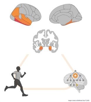 La actividad física puede frenar el deterioro cognitivo en pacientes con Parkinson