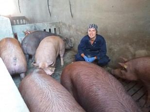 La EMA aprueba la primera vacuna mundial contra la disentería porcina desarrollada por Aquilón de la ULE