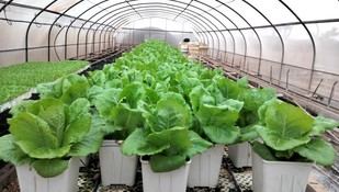 Bioestimulantes y estrés salino mejoran microbios en hortalizas