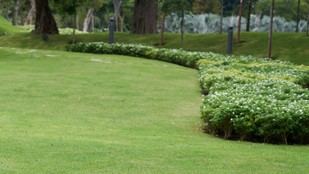 Madrid investiga praderas urbanas más resistentes y con menor consumo de agua