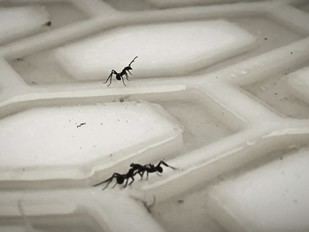 Las hormigas operan como un 'cerebro líquido' en su búsqueda de alimentos