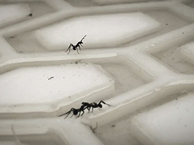 Las hormigas operan como un 'cerebro líquido' en su búsqueda de alimentos