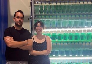 Pesticidas en niveles seguros alteran el comportamiento del pez cebra de forma duradera