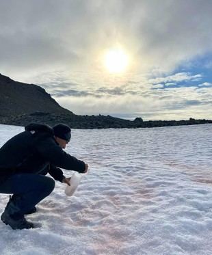 Las algas rojas en la Antártida cubren más superficie de lo previsto