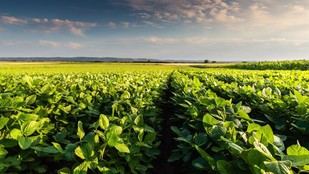 La demanda de carne en China impacta los recursos agrícolas de Brasil