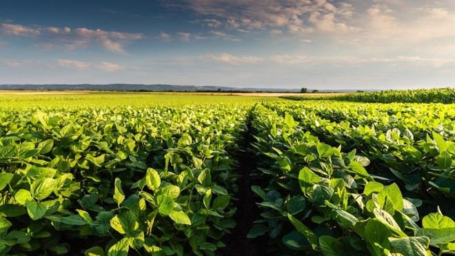 La demanda de carne en China impacta los recursos agrícolas de Brasil